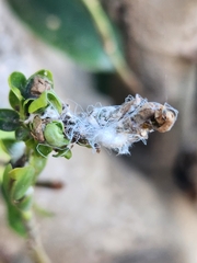 Aphidomorpha