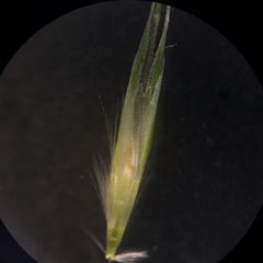 Rytidosperma racemosum