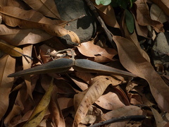 Anodendron parviflorum
