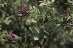 Lonicera implexa