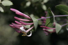 Lonicera implexa