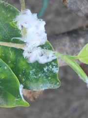 Aphidomorpha
