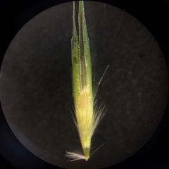 Rytidosperma racemosum