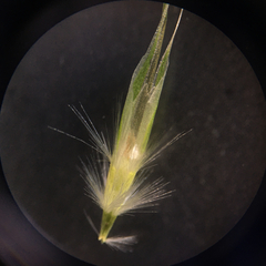 Rytidosperma racemosum