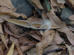 Anodendron parviflorum