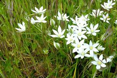 Ornithogalum umbellatum