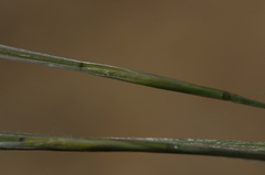Stipa barbata