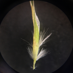 Rytidosperma racemosum