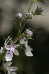 Teucrium pseudochamaepitys
