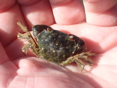 Hemigrapsus crenulatus