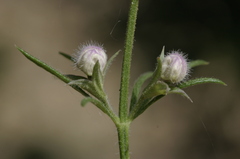 Teucrium pseudochamaepitys