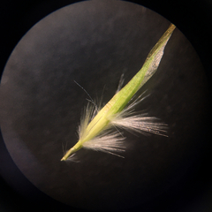 Rytidosperma racemosum