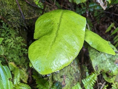 Elaphoglossum crinitum