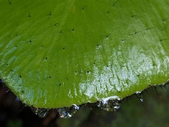 Elaphoglossum crinitum