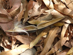 Anodendron parviflorum