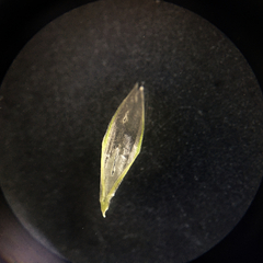 Rytidosperma racemosum