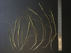 Rytidosperma racemosum