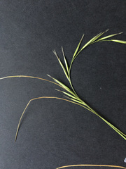 Rytidosperma racemosum