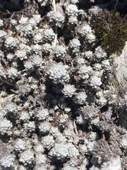 Leucogenes grandiceps