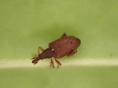 Eugnomina