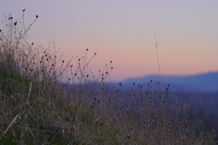Centaurea solstitialis