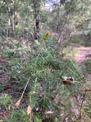Hakea sericea