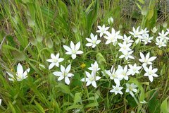 Ornithogalum umbellatum