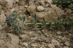 Teucrium capitatum