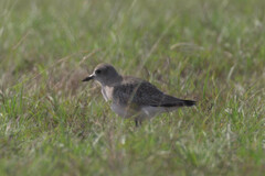 Pluvialis squatarola