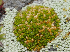 Colobanthus brevisepalus