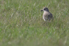 Pluvialis squatarola