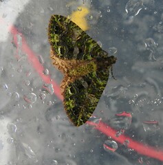 Austrocidaria similata