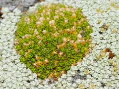 Colobanthus brevisepalus