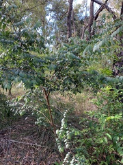 Breynia oblongifolia