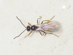 Aphidiinae