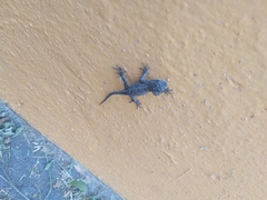 Sceloporus grammicus