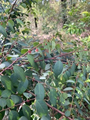 Breynia oblongifolia