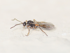 Aphidiinae