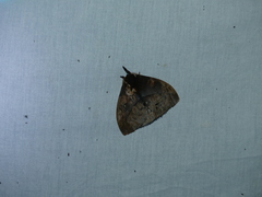 Automeris larra