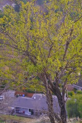 Prunus amygdalus