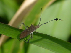 Chariesterus