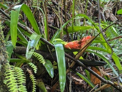 Guzmania berteroniana