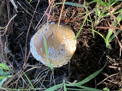 Amanita