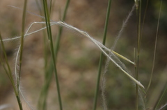 Stipa barbata