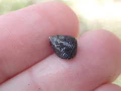 Micrelenchus huttonii