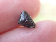 Micrelenchus huttonii