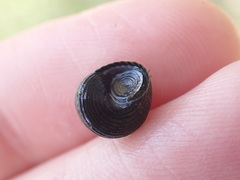 Micrelenchus huttonii