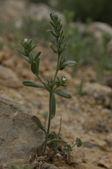 Buglossoides tenuiflora