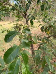 Glochidion ferdinandi