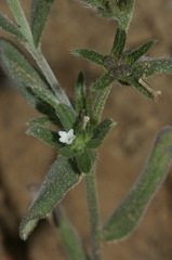 Buglossoides tenuiflora